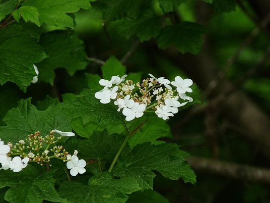 {Viburnum opulus var. opulus}